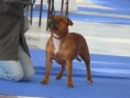 Národní výstava psů Olomouc 2009